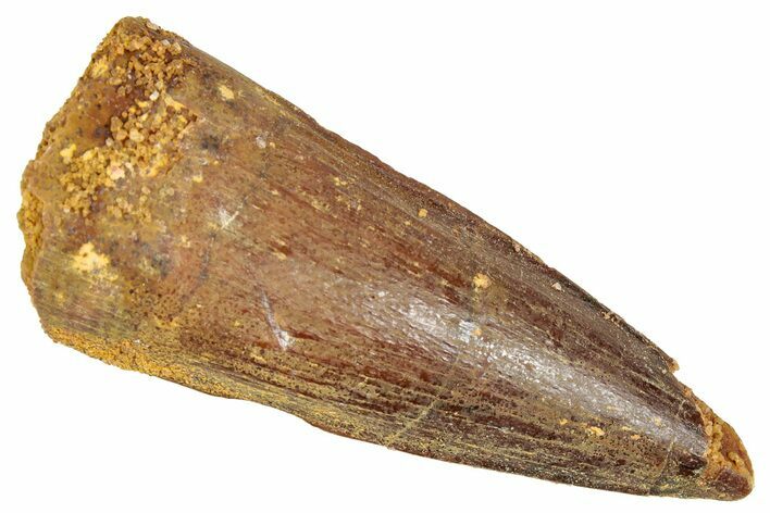 Juvenile Fossil Spinosaurus Tooth - Real Dinosaur Tooth #348669